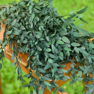 Preserved Teardrop Eucalyptus, Dried Eucalyptus, Small Leaf Greenery, Eucalyptus for Bouquets, Dried Eucalyptus Stems, Greenery for Bouquets