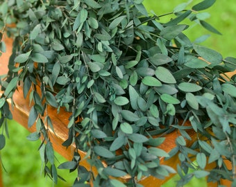 Preserved Teardrop Eucalyptus, Dried Eucalyptus, Small Leaf Greenery, Eucalyptus for Bouquets, Dried Eucalyptus Stems, Greenery for Bouquets