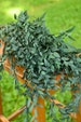 Preserved Green Teardrop Eucalyptus, eucalyptus for bouquets, preserved parvafolia, eucalyptus for vase, greenery for bouquets 
