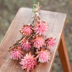 Pink punch plumosum, midge-orchids, pink preserved flowers, pink flowers for vase, pink flowers for arrangements image 6