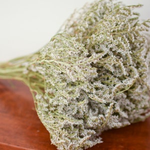 May include: A dried bouquet of Limonium, also known as sea lavender, featuring numerous small, delicate white flowers on thin, branching green stems. The cluster of dried botanical stems is gathered together at the base and fans out into a dense arrangement.