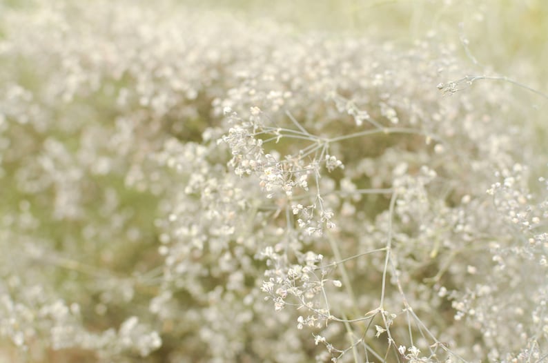 Natural dried baby's breath, unbleached baby's breath, silver flowers, gray flowers, filler dried flowers, dried gypsophilia, dried flowers image 7