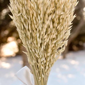 Dried oats tied with a gray satin held in hand.