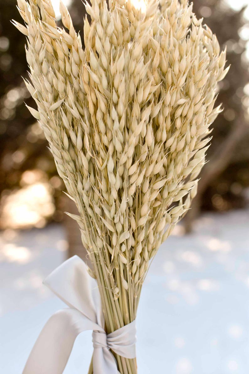 Dried oats tied with a gray satin held in hand.