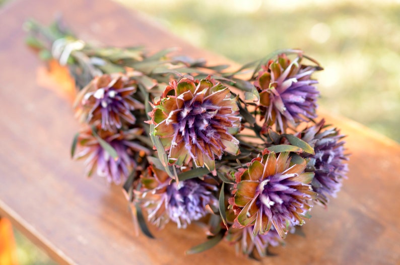 Purple Preserved Orchid Plumosum: Wedding Flowers, 7-8 Stems image 3