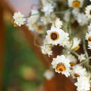 Dried daisy bunch, dried ammobium, winged everlasting, natural chrysanthemum, mini daisy, white daisies, wedding flowers, corsage flowers image 3