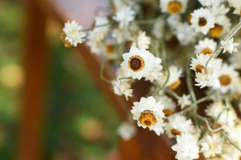 Dried daisy bunch, dried ammobium, winged everlasting, natural chrysanthemum, mini daisy, white daisies, wedding flowers, corsage flowers image 3