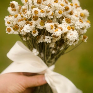 Dried daisy bunch, dried ammobium, winged everlasting, natural chrysanthemum, mini daisy, white daisies, wedding flowers, corsage flowers image 5