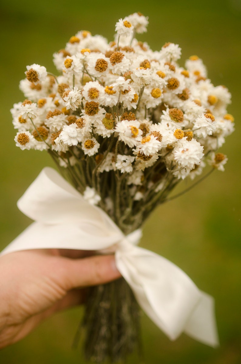 Dried daisy bunch, dried ammobium, winged everlasting, natural chrysanthemum, mini daisy, white daisies, wedding flowers, corsage flowers image 5