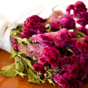 Dried dark pink Cockscomb, dark pink celosia, dried cockscomb, Dried celosia, burgundy celosia, coxcomb. burgundy coxcomb image 5