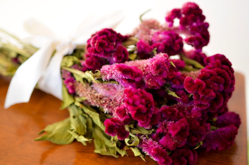 Dried dark pink Cockscomb, burgundy cockscomb, dried cockscomb, Dried celosia, burgundy celosia, coxcomb. burgundy coxcomb image 3