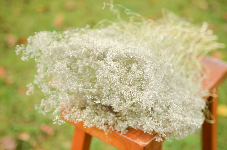 Natural dried baby's breath, unbleached baby's breath, silver flowers, gray flowers, filler dried flowers, dried gypsophilia, dried flowers image 5