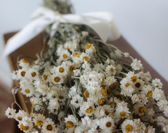 Dried ammobium bunch, winged everlasting dried flowers, white wedding flowers, white dried flowers