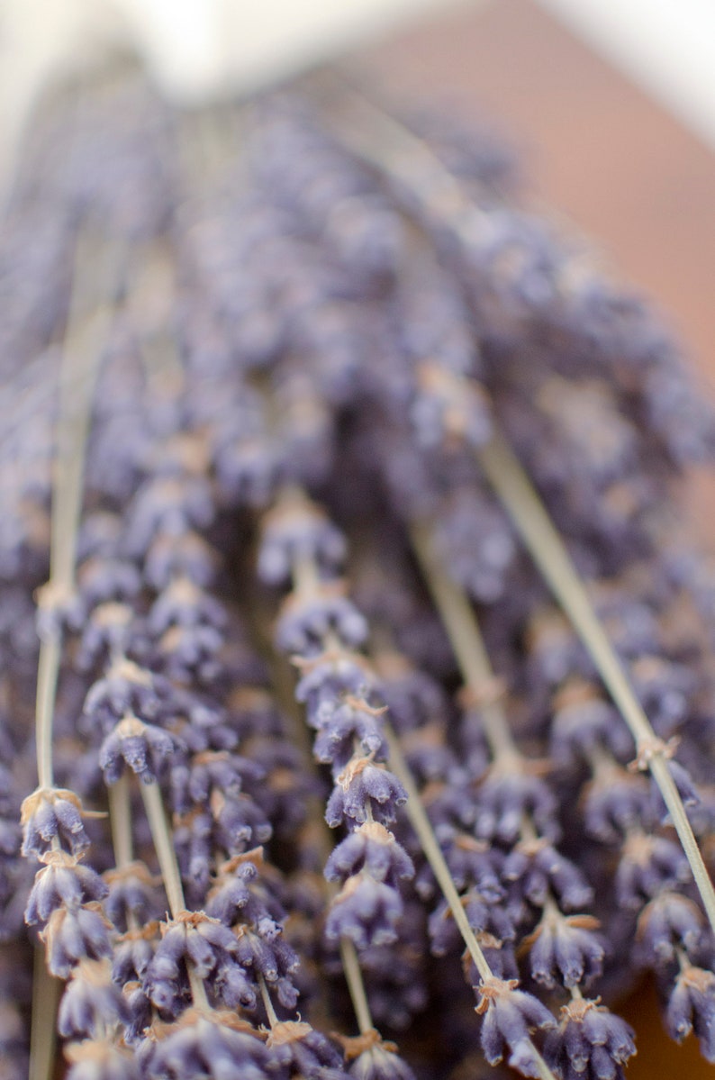 Lavande anglaise séchée, lavande parfumée, bouquet de lavande, lavande maculée, lavande maculée, herbe maculée, tiges de lavande, mariage violet image 3