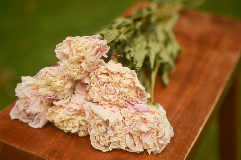 Blush pink peonies cream/pink peonies dried peonies pink Etsy
