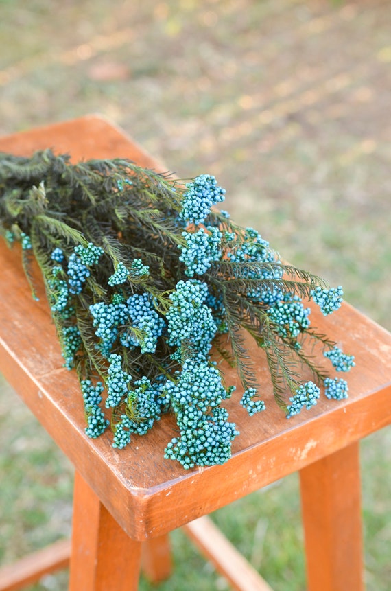 Preserved Aqua Blue Rice Flower, Blue Flowers for Bouquets, Blue Flowers  for Vase, Wedding Flowers, Filler, Blue Dried Flowers 