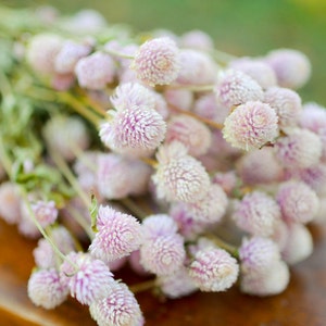Gomphrena rose blush séchée, amarante globe rose clair, amarante globe rose clair, gomphrena rose blush