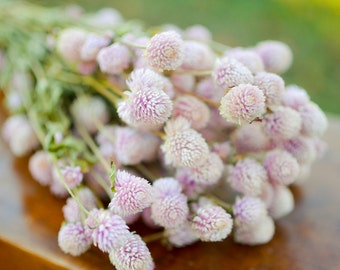 Dried blush pink gomphrena, light pink globe amaranth, light pink globe amaranth, blush pink gomphrena