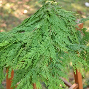 Fragrant fresh western cedar, Holiday greenery pre-order available now, winter greenery, rustic cedar, real cedar, Christmas wreaths