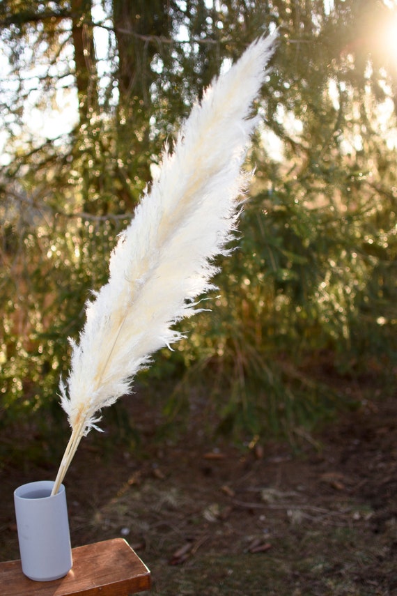 Bleached White Pampas Grass Plume: Wedding Arrangement Decor