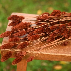 Autumn brown phalaris grass, fall grass for vase, brown grass, brown grain, dried grass, grass bunch, dried grains, fall wedding decor