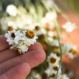 Dried daisy bunch, dried ammobium, winged everlasting, natural chrysanthemum, mini daisy, white daisies, wedding flowers, corsage flowers image 4