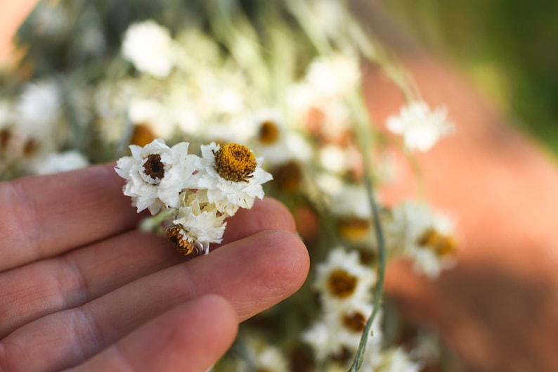 Dried daisy bunch, dried ammobium, winged everlasting, natural chrysanthemum, mini daisy, white daisies, wedding flowers, corsage flowers image 4