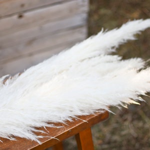 May include: Several fluffy, white pampas grass stems rest on a wooden surface. The feathery plumes are arranged in a natural, organic display, with the soft texture of the grass contrasting with the wood's grain. The background is blurred, suggesting an outdoor setting.
