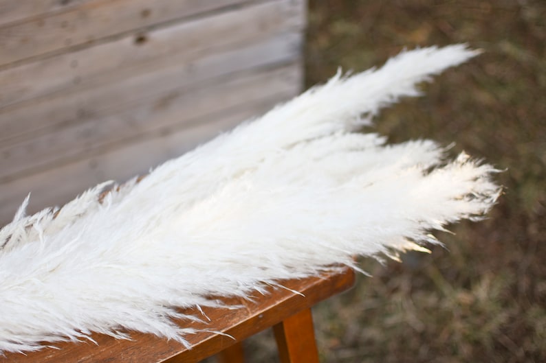 May include: Several fluffy, white pampas grass stems rest on a wooden surface. The feathery plumes are arranged in a natural, organic display, with the soft texture of the grass contrasting with the wood's grain. The background is blurred, suggesting an outdoor setting.