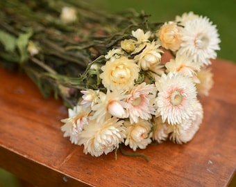 Ivory Strawflower Bunch, DIY Wedding Flowers, Loose Dried Strawflowers for Arranging, Boho Cottagecore Decor, Farmhouse Decor