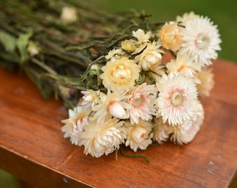 Bunch of ivory/blush strawflowers, ivory strawflowers, blush pink strawflowers, ivory dried flowers, white dried flowers, blush pink wedding