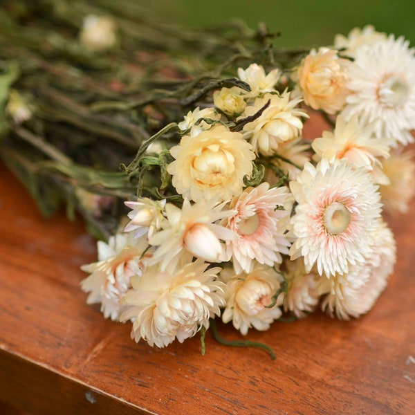 Bunch of ivory/blush strawflowers, ivory strawflowers, blush pink strawflowers, ivory dried flowers, white dried flowers, blush pink wedding