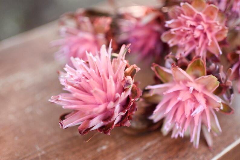 Pink punch plumosum, midge-orchids, pink preserved flowers, pink flowers for vase, pink flowers for arrangements image 9