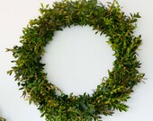 Fresh 14" boxwood wreath, thin boxwood wreath, door wreath, everyday wreath, window wreath, pew wreath, wedding wreath, fresh