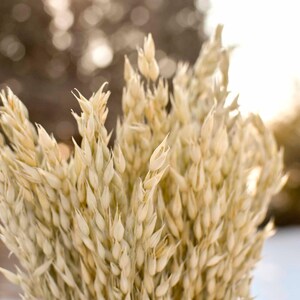 Close up of dried oats.