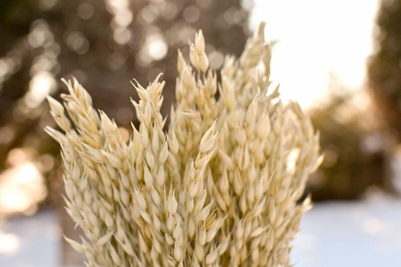 Close up of dried oats.