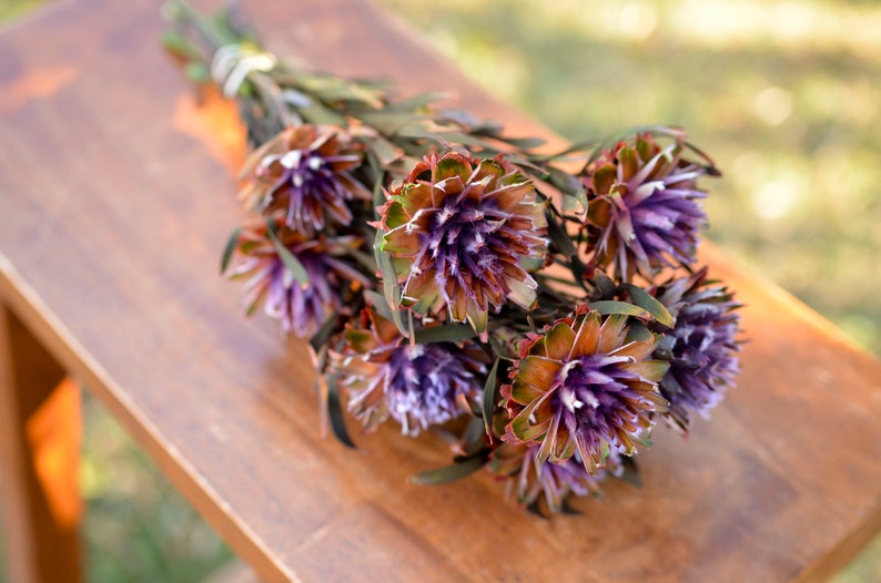 Purple Preserved Orchid Plumosum: Wedding Flowers, 7-8 Stems image 5