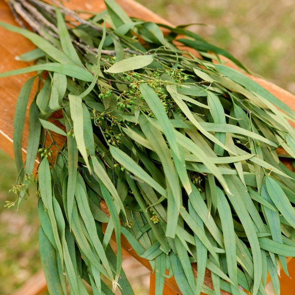 Seeded Eucalyptus Etsy