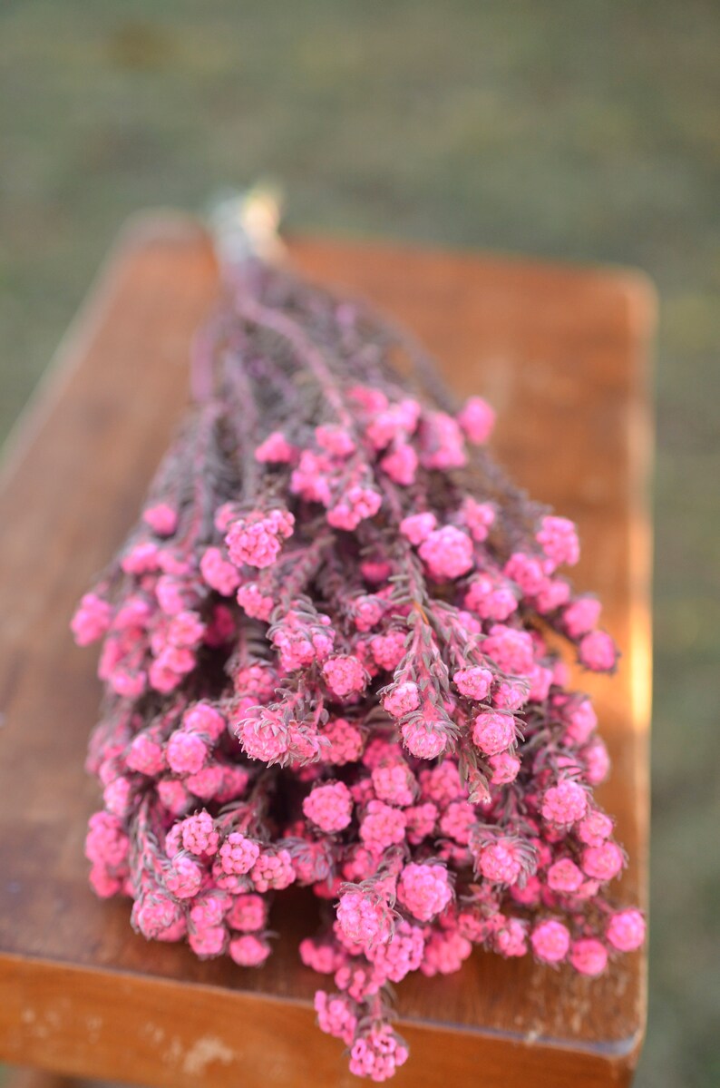 small pink dried flowers pink wedding flowers preserved pink flowers spring wedding flowers Bunch of preserved pink cotton phyllica