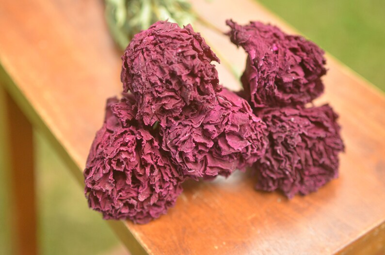 Dried peony bunch Dried peonies for weddings dried flowers for vase dried peony bouquet rose substitute peonies pink peony Burgundy