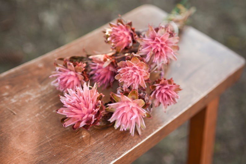 Pink punch plumosum, midge-orchids, pink preserved flowers, pink flowers for vase, pink flowers for arrangements image 2