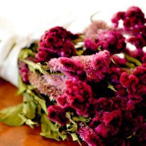 Dried dark pink Cockscomb, burgundy cockscomb, dried cockscomb, Dried celosia, burgundy celosia, coxcomb. burgundy coxcomb image 5