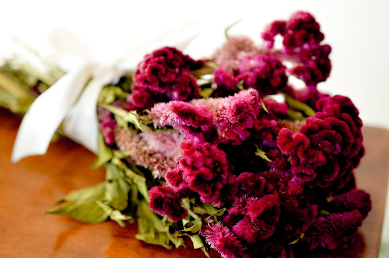 Dried dark pink Cockscomb, burgundy cockscomb, dried cockscomb, Dried celosia, burgundy celosia, coxcomb. burgundy coxcomb image 5