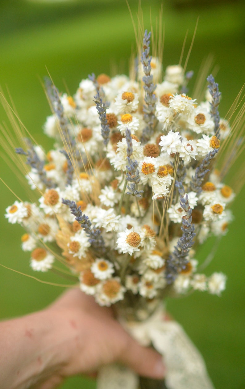 Dried daisy bunch, dried ammobium, winged everlasting, natural chrysanthemum, mini daisy, white daisies, wedding flowers, corsage flowers image 6