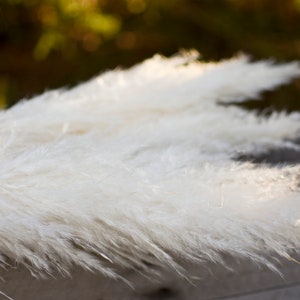 May include: Close-up of fluffy, white pampas grass plumes. The feathery plumes are arranged in a layered composition, with soft sunlight illuminating the delicate textures. The background is blurred, with hints of green and brown.