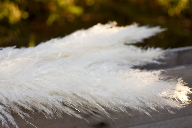May include: Close-up of fluffy, white pampas grass plumes. The feathery plumes are arranged in a layered composition, with soft sunlight illuminating the delicate textures. The background is blurred, with hints of green and brown.