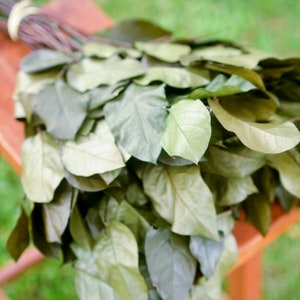 Olive Green Salal, Fall Leaves, Lemon Leaf, Preserved Salal, Preserved Leaves, Olive Greenery, Fall Foliage, Green Leaves, Leaves for Wreath