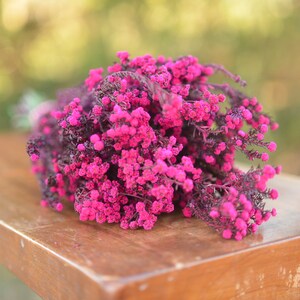 Bunch of preserved raspberry pink phylica, preserved dark pink flowers, small pink dried flowers, pink wedding flowers, fuschia flowers image 6