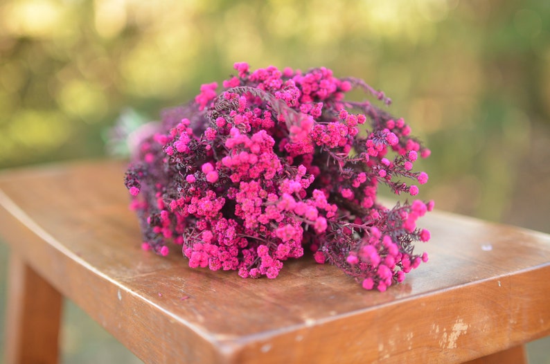 Bunch of preserved raspberry pink phylica, preserved dark pink flowers, small pink dried flowers, pink wedding flowers, fuschia flowers image 6