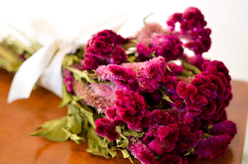 Dried dark pink Cockscomb, dark pink celosia, dried cockscomb, Dried celosia, burgundy celosia, coxcomb. burgundy coxcomb image 9